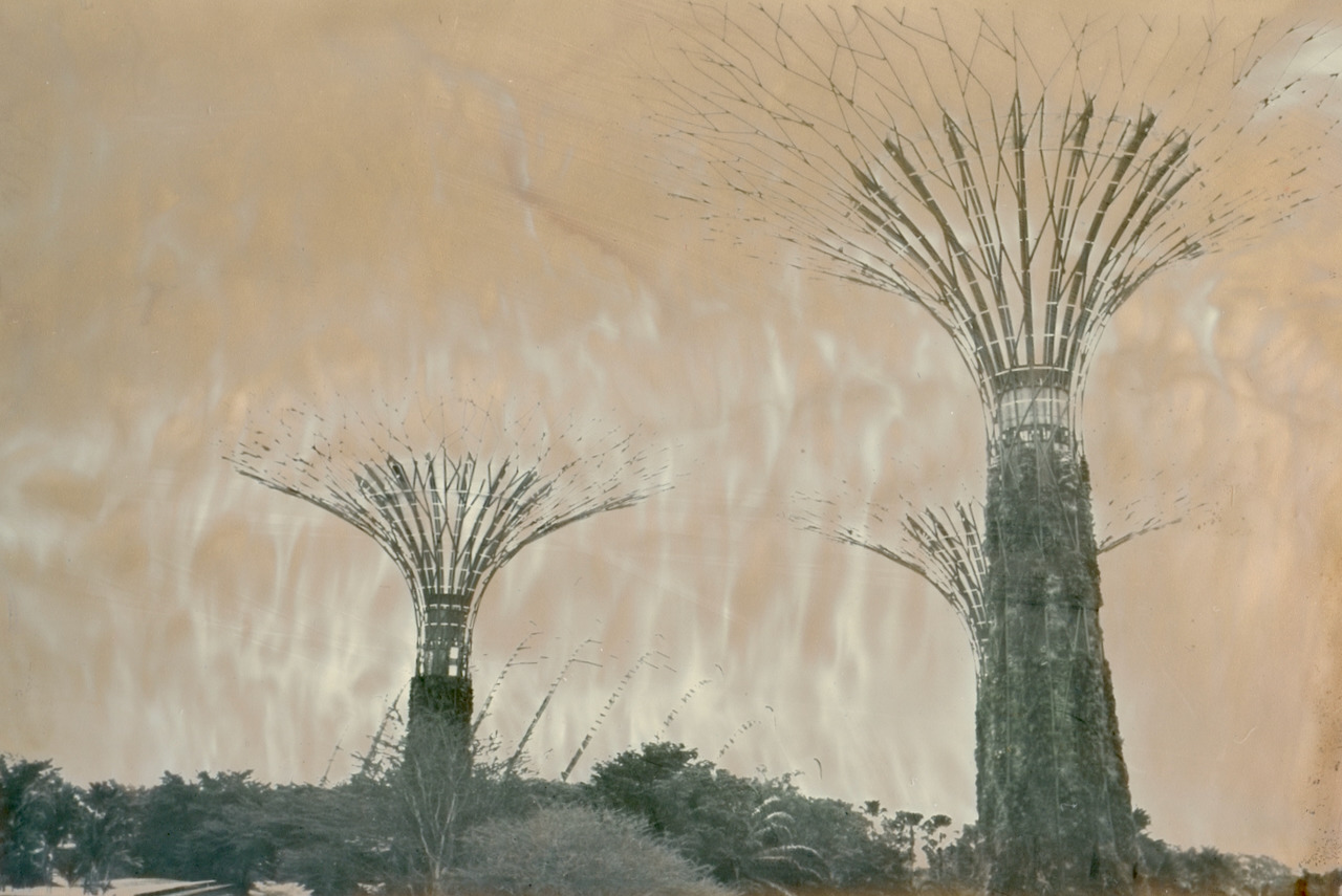 Two Supertrees silhouetted against a streaked metallic sky