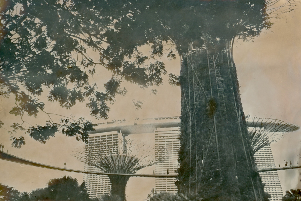 A Supertree trunk with the Marina Bay Sands hotel behind it, the skyway crossing the frame with figures on it